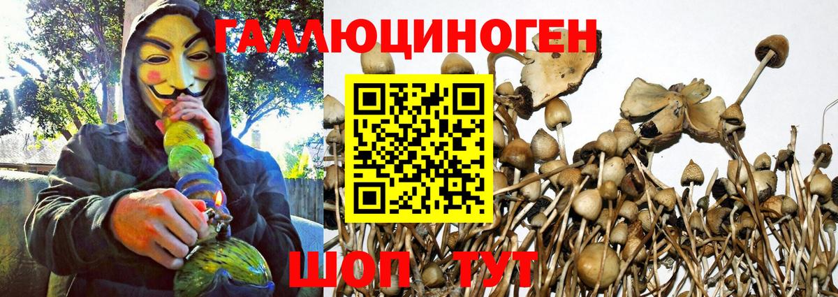 Псилоцибиновые грибы Psilocybe Нурлат